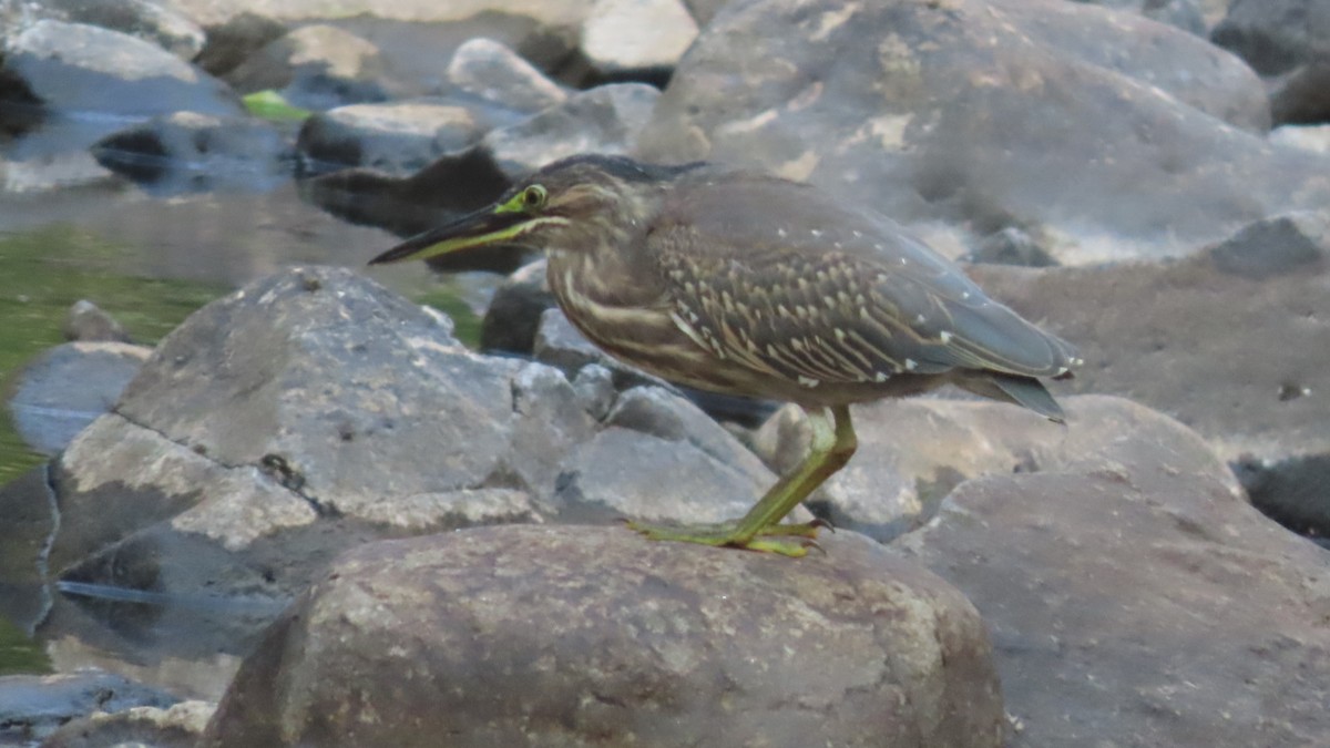 אפית מנגרובים - ML645497106