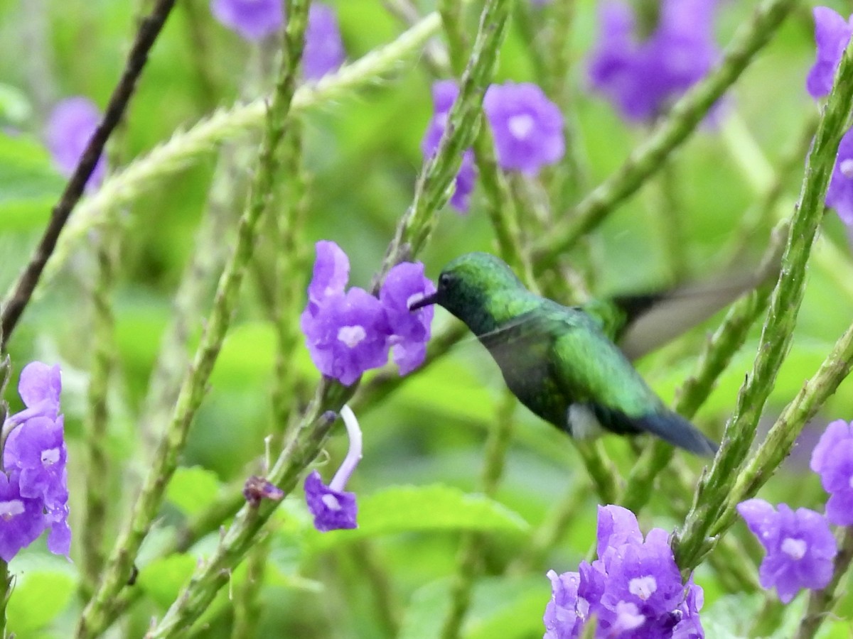 Garden Emerald - ML645497109