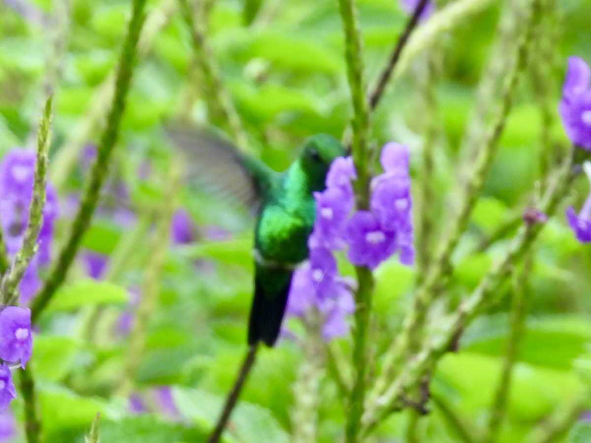 Garden Emerald - ML645497110