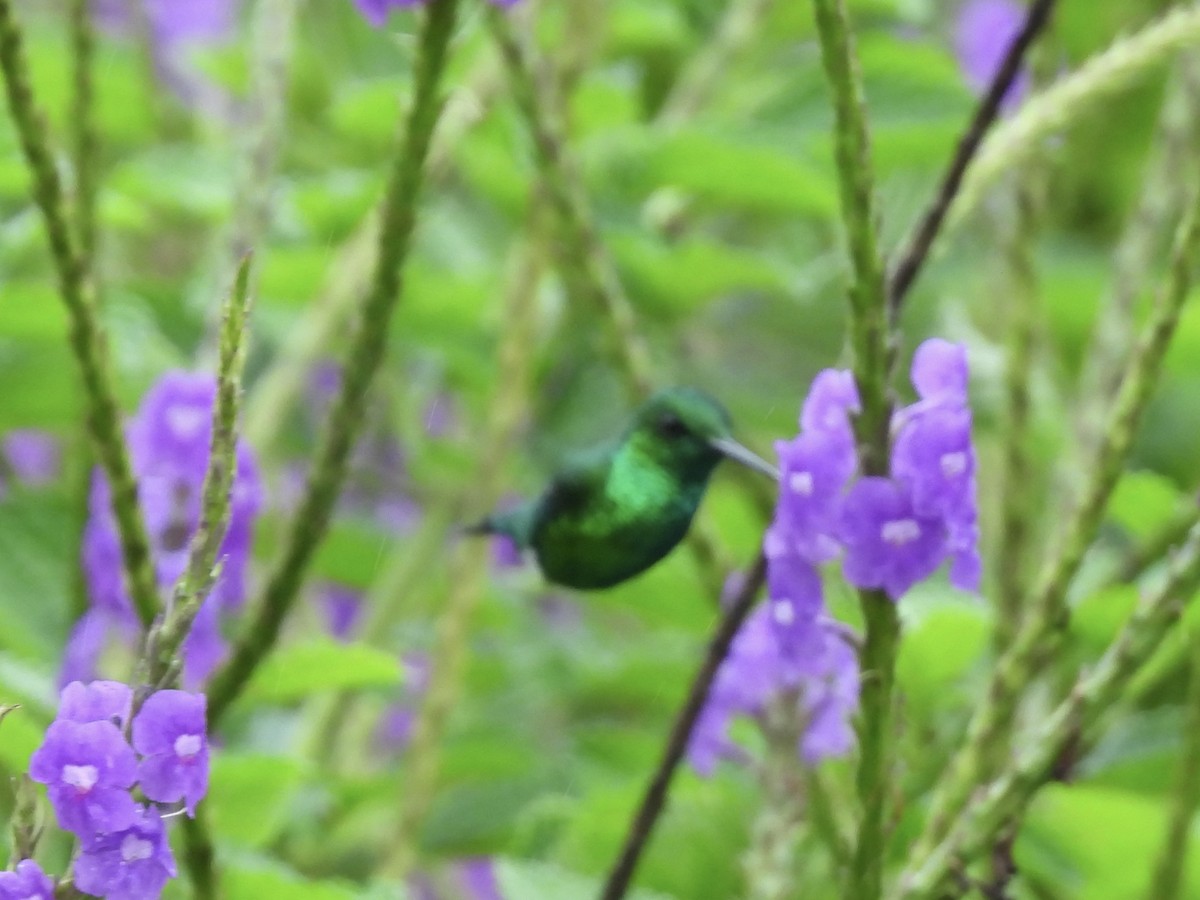 Garden Emerald - ML645497111