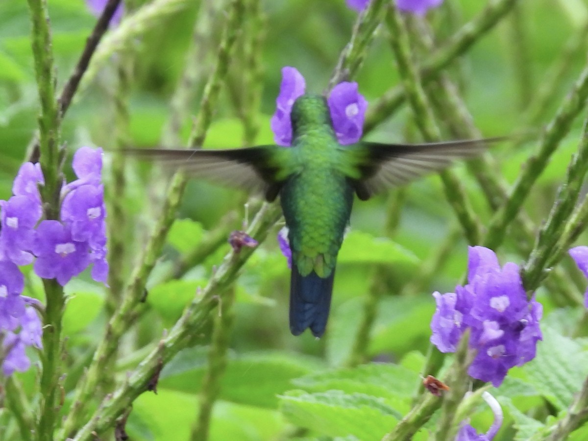 Garden Emerald - ML645497112