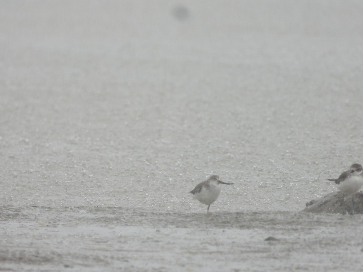 ביצנית אפורה - ML645497113