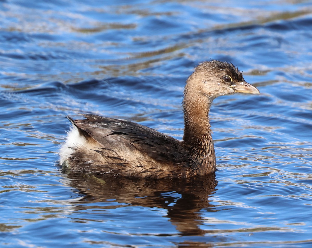 טבלן עקוד-מקור - ML645497116