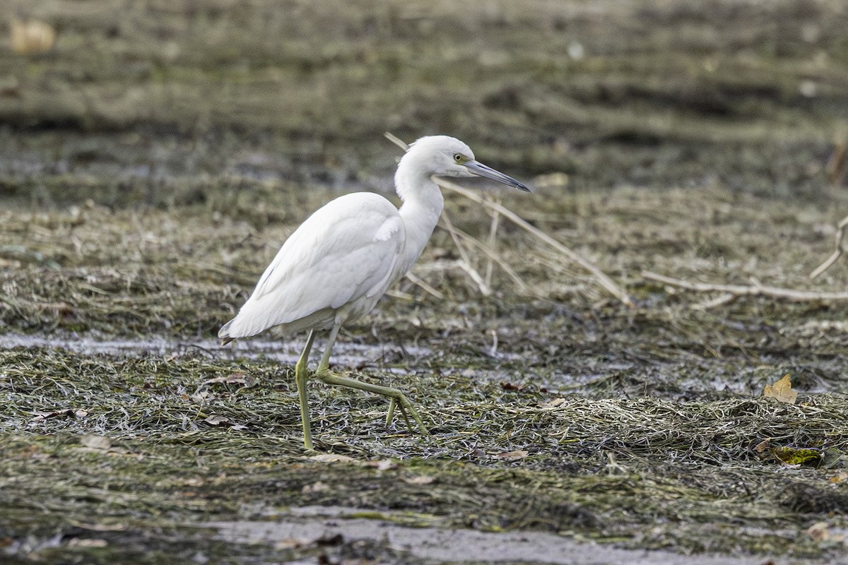 Little Blue Heron - ML645497117