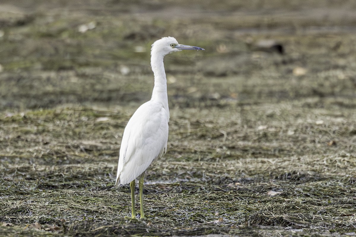 Little Blue Heron - ML645497118