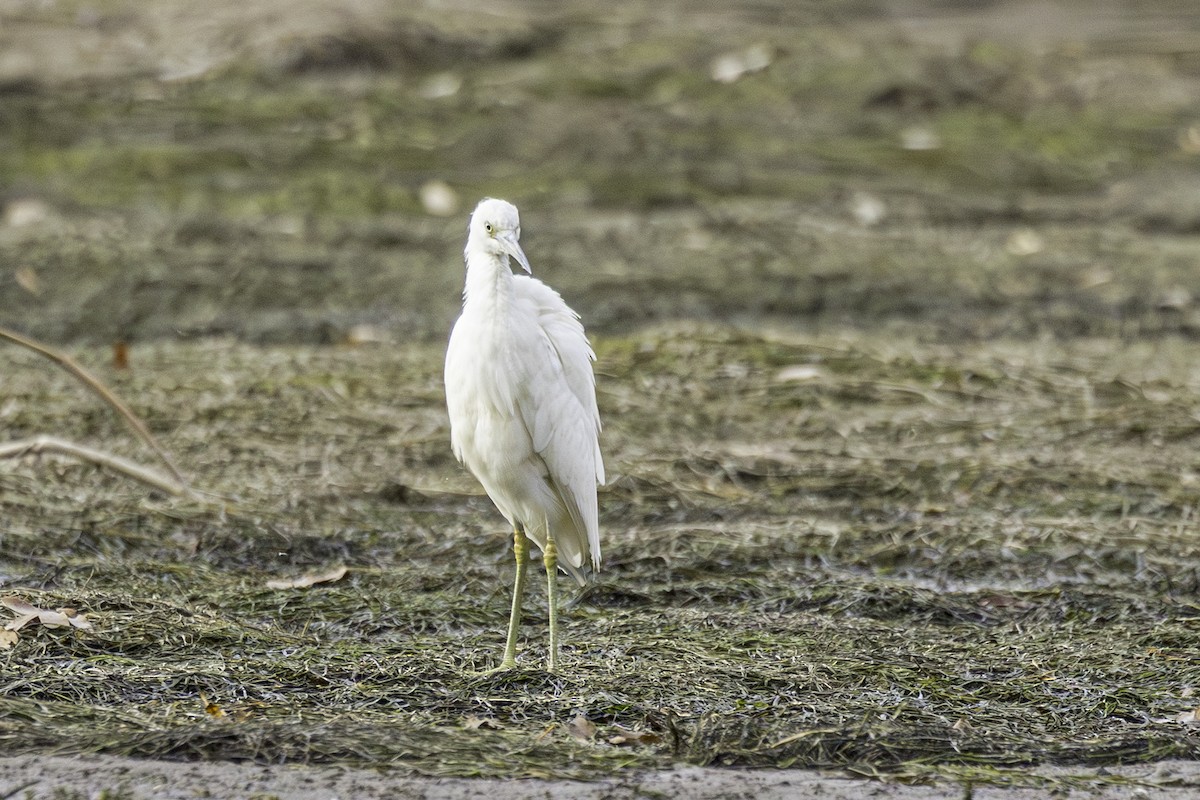 Little Blue Heron - ML645497119