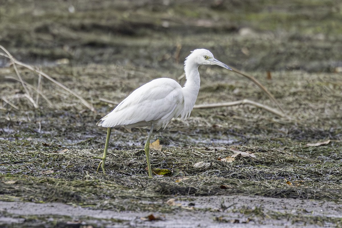 Little Blue Heron - ML645497120