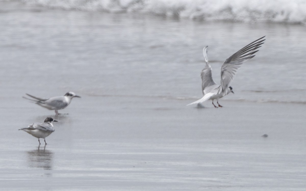 שחפית ים - ML645497121