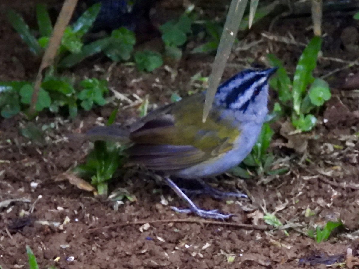Black-striped Sparrow - ML645497122