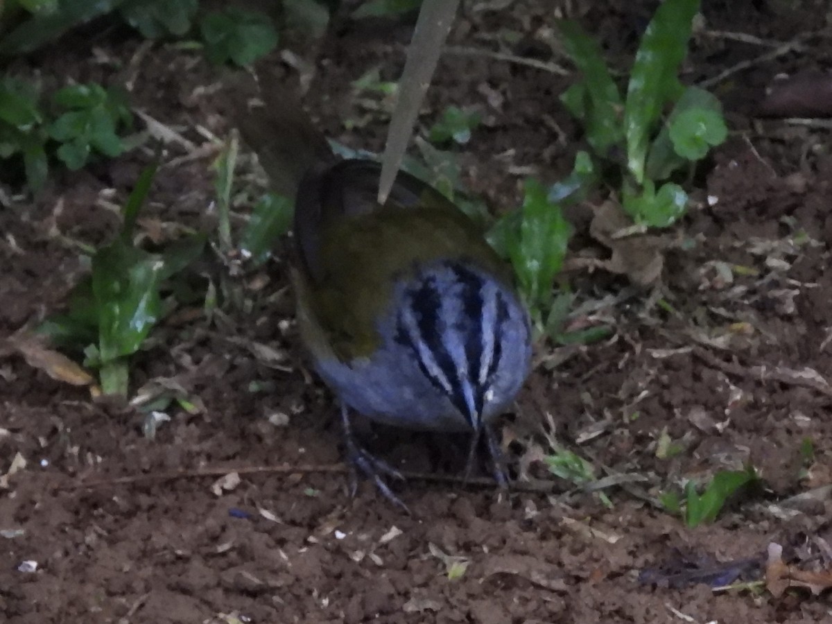 Black-striped Sparrow - ML645497123