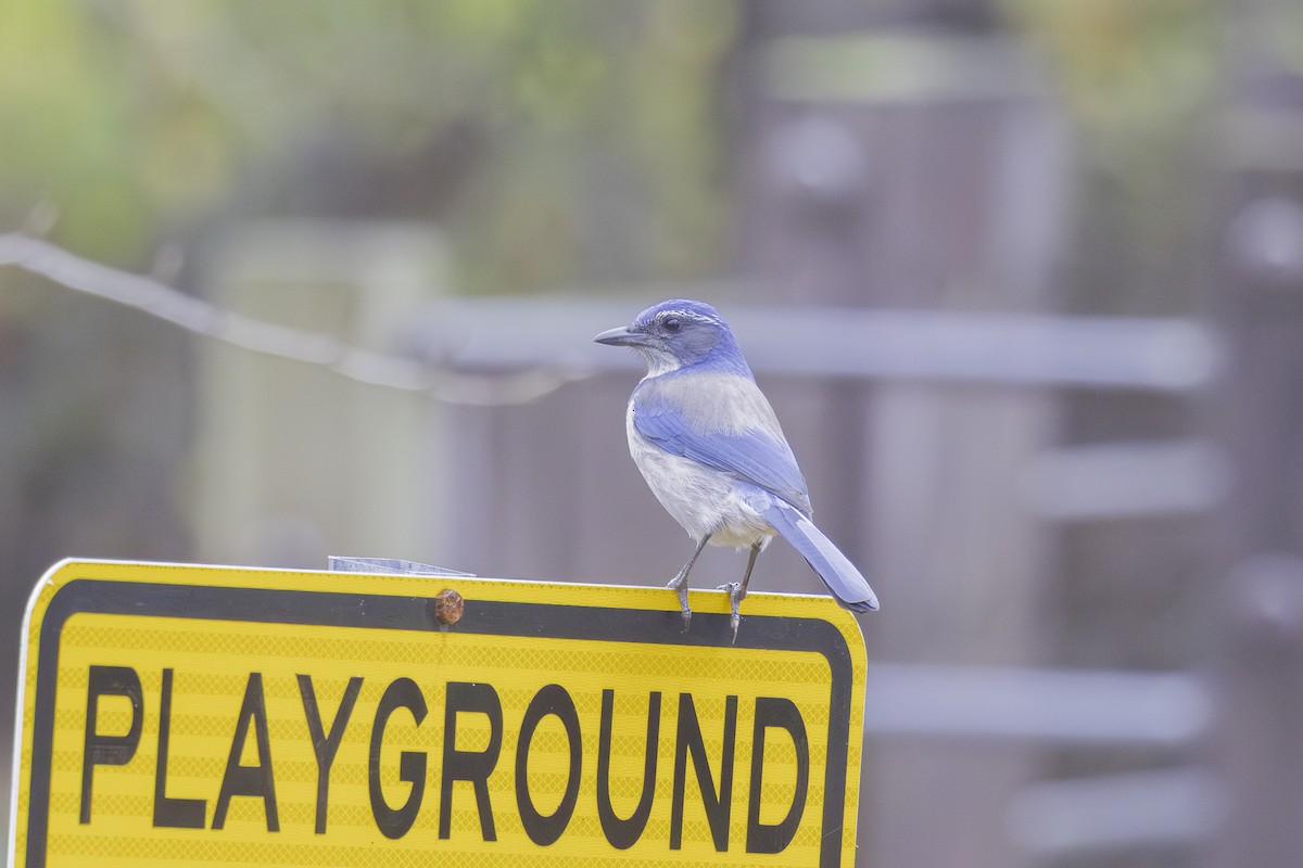 California Scrub-Jay - ML645497125