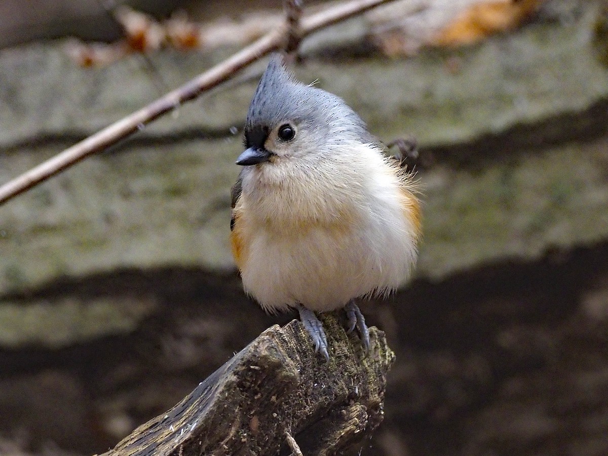 Tufted Titmouse - ML645497126