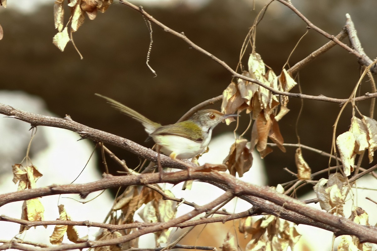 Common Tailorbird - ML645497128