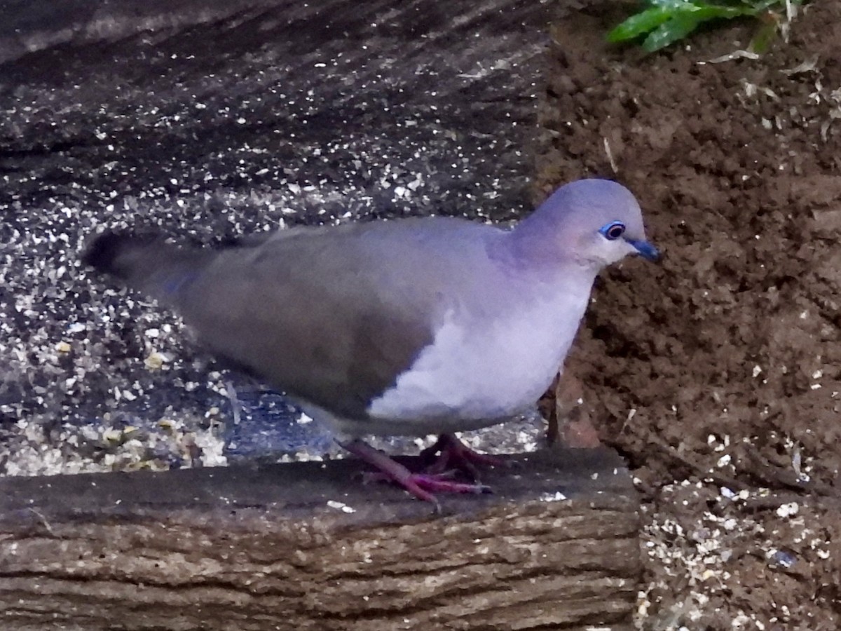 White-tipped Dove - ML645497130