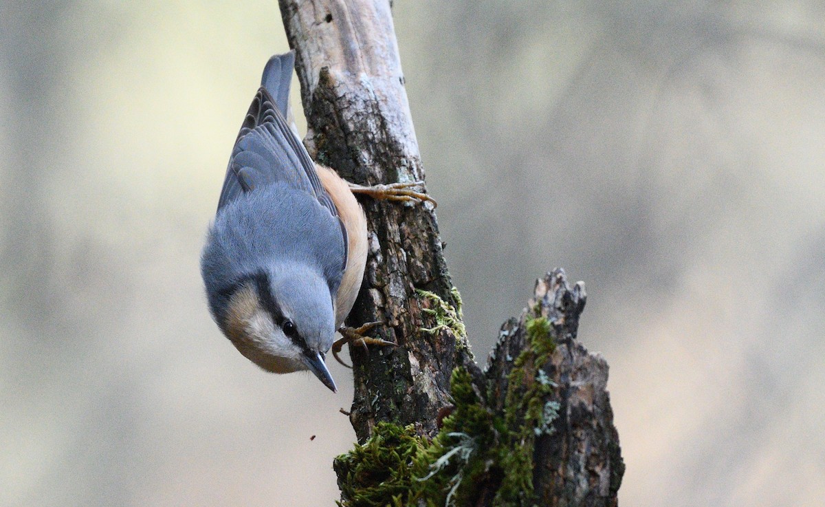 סיטה אירופית - ML645497131