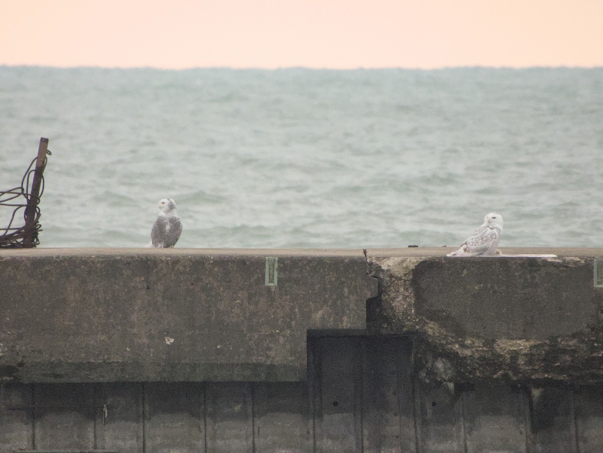 Snowy Owl - ML645497135