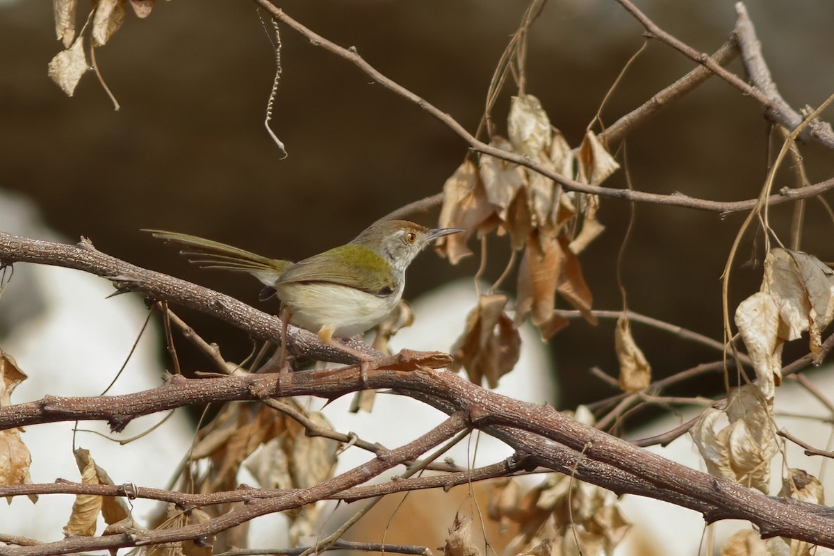 Common Tailorbird - ML645497139
