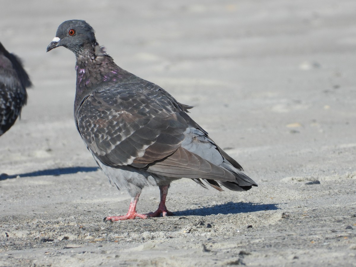 Felsentaube (Straßentaube) - ML645497140