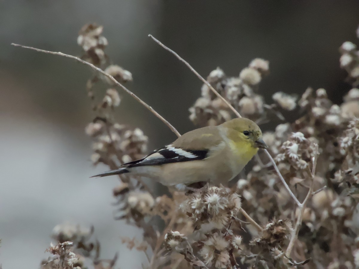 American Goldfinch - ML645497141