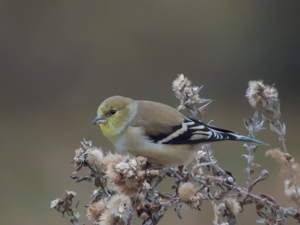 American Goldfinch - ML645497142
