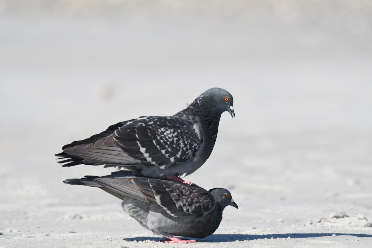 Felsentaube (Straßentaube) - ML645497145