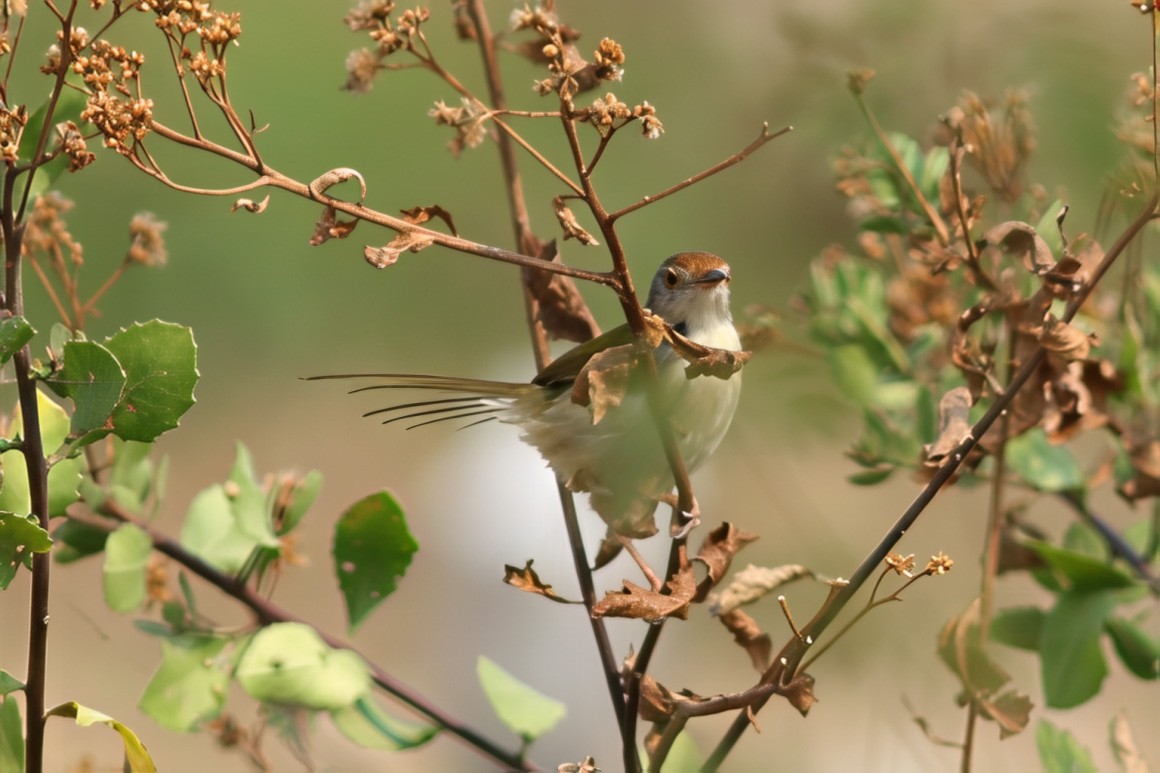 Common Tailorbird - ML645497156
