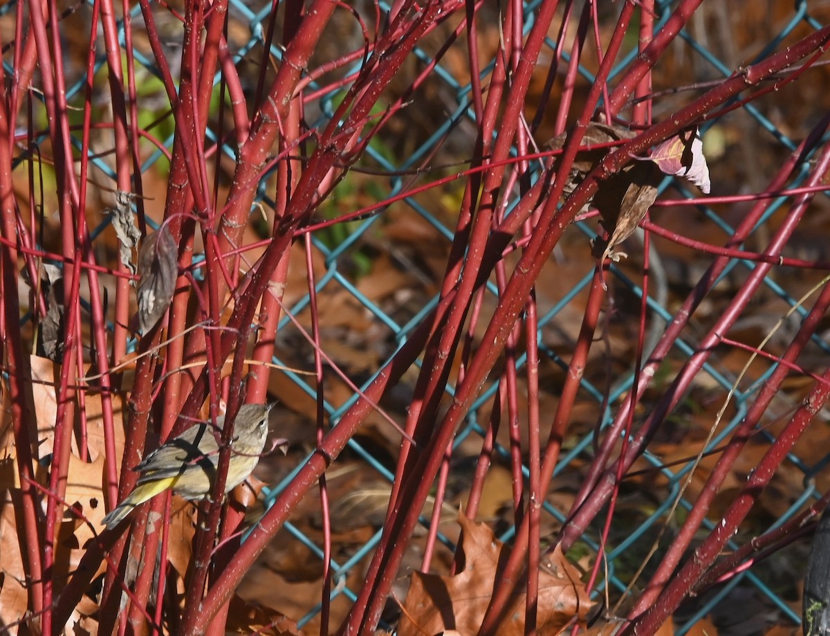 Palm Warbler - ML645497163