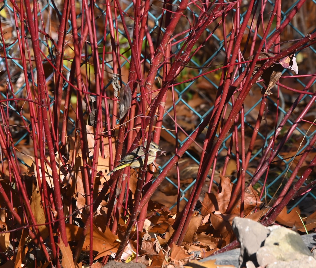 Palm Warbler - ML645497164