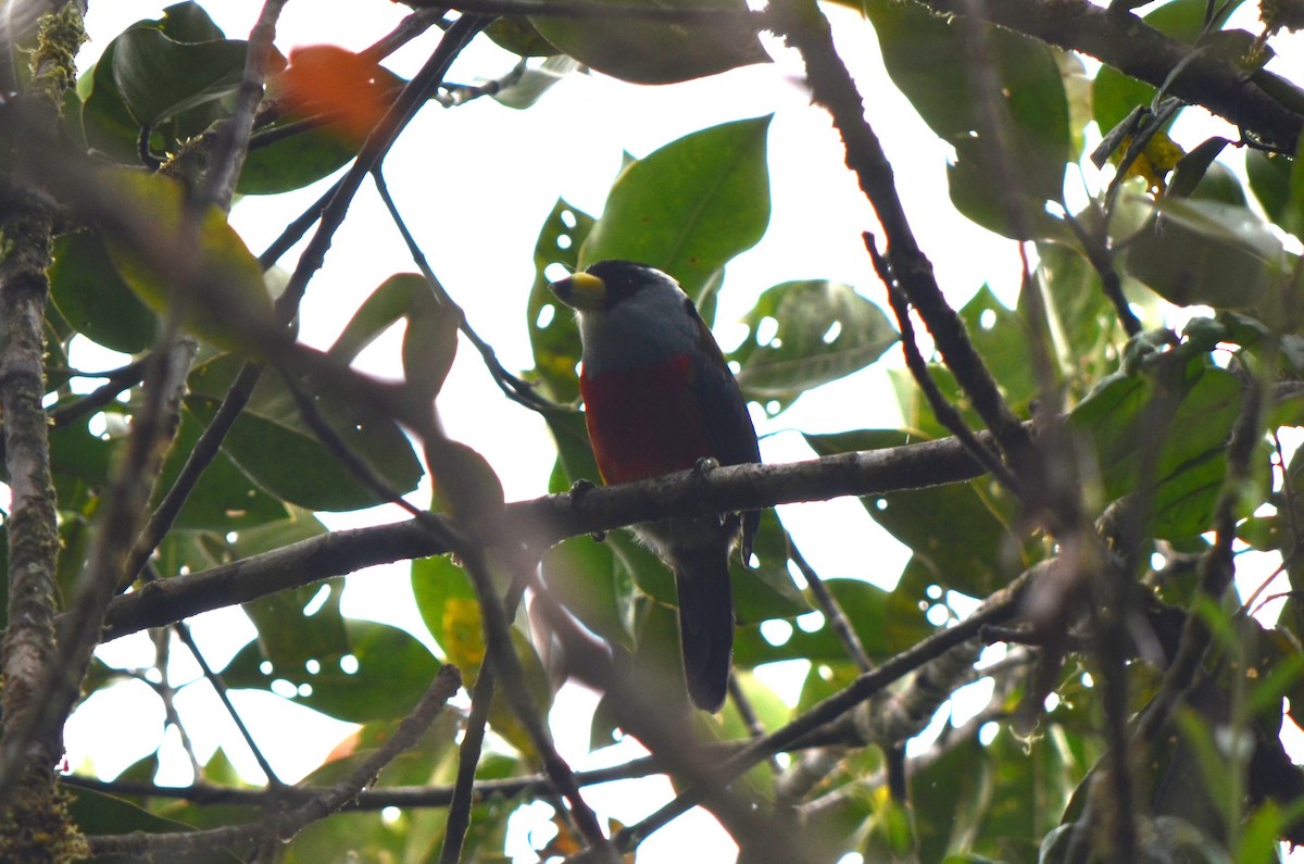 Toucan Barbet - ML645497166