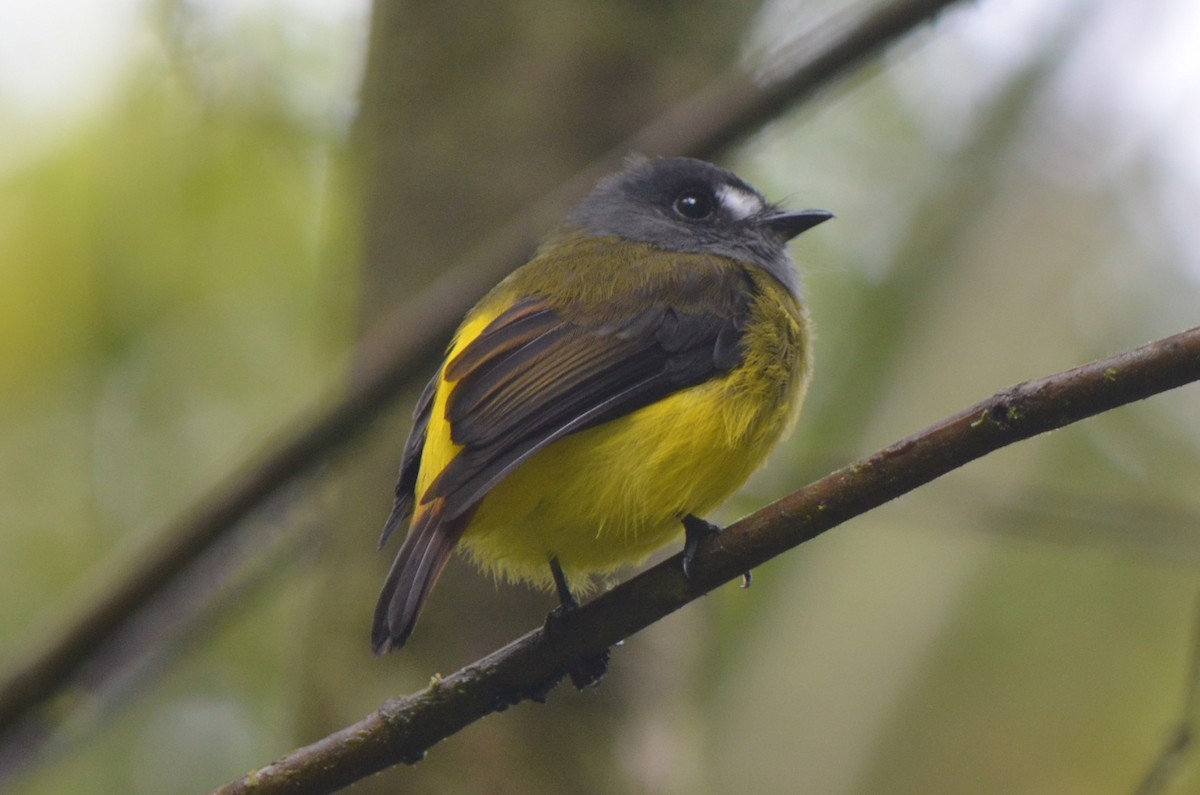 Ornate Flycatcher - ML645497171