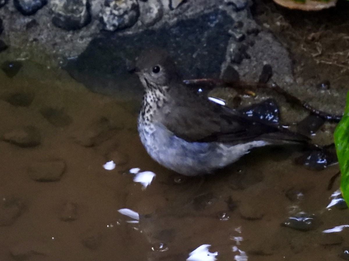 gråkinnskogtrost - ML645497174