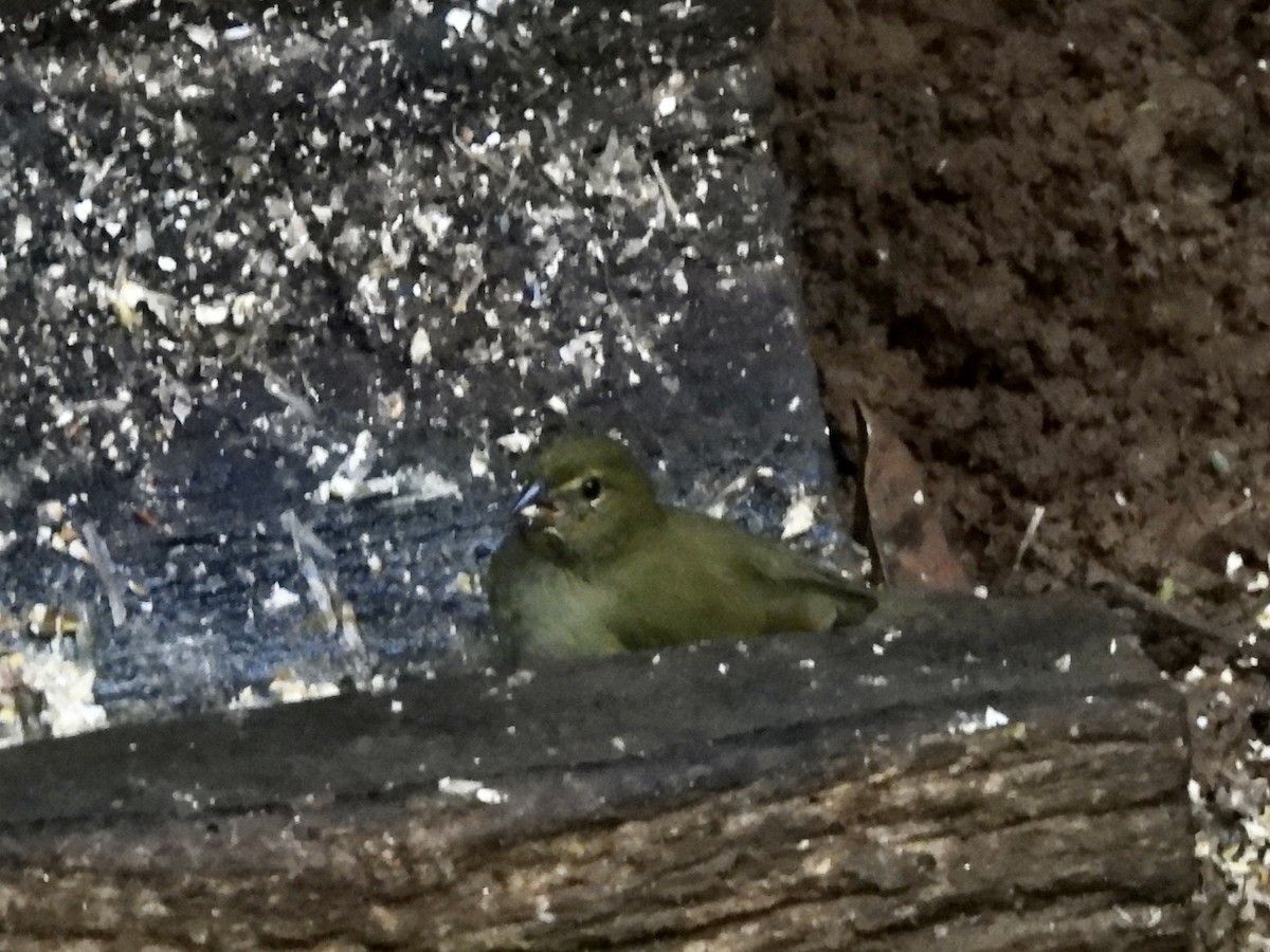 Yellow-faced Grassquit - ML645497179