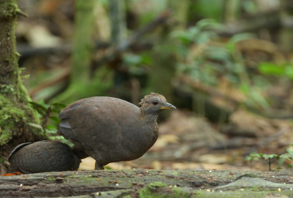 Cinereous Tinamou - ML645497182