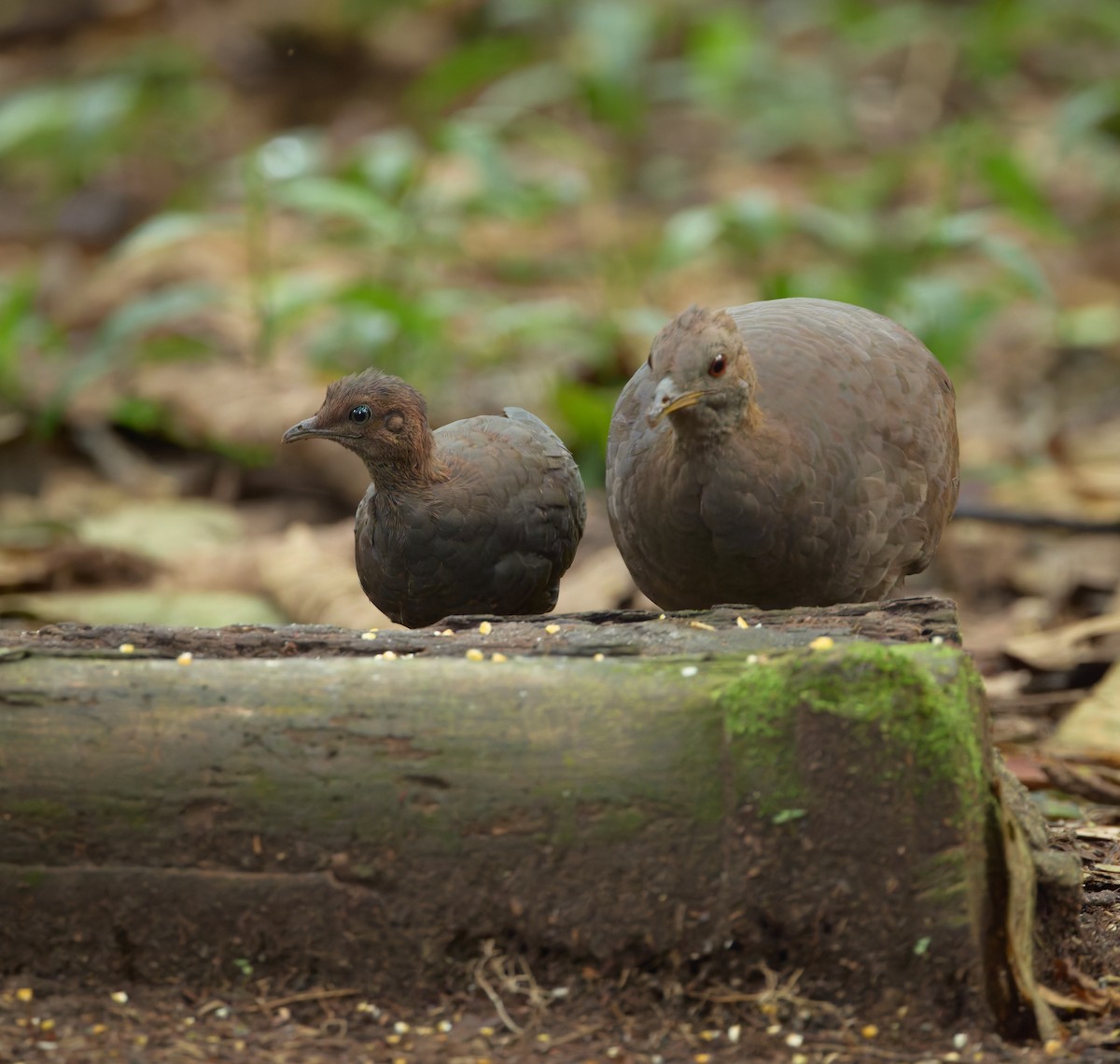 Cinereous Tinamou - ML645497188