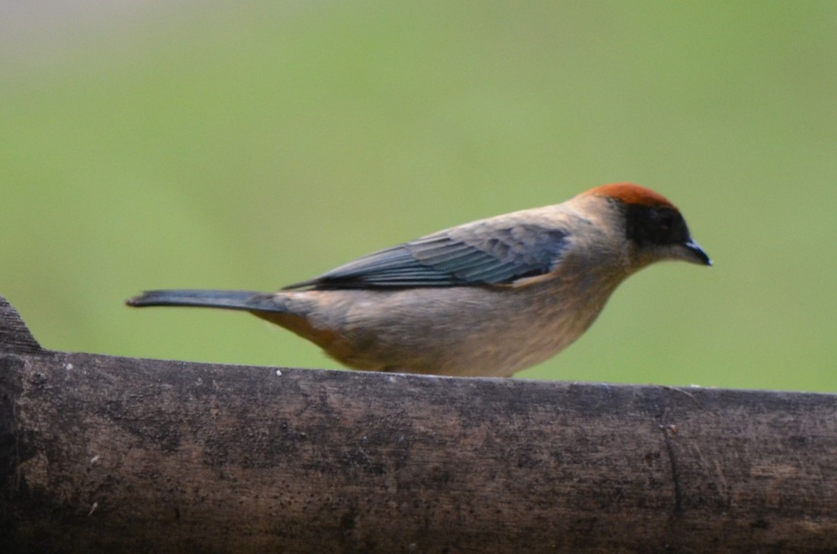 Scrub Tanager - ML645497189