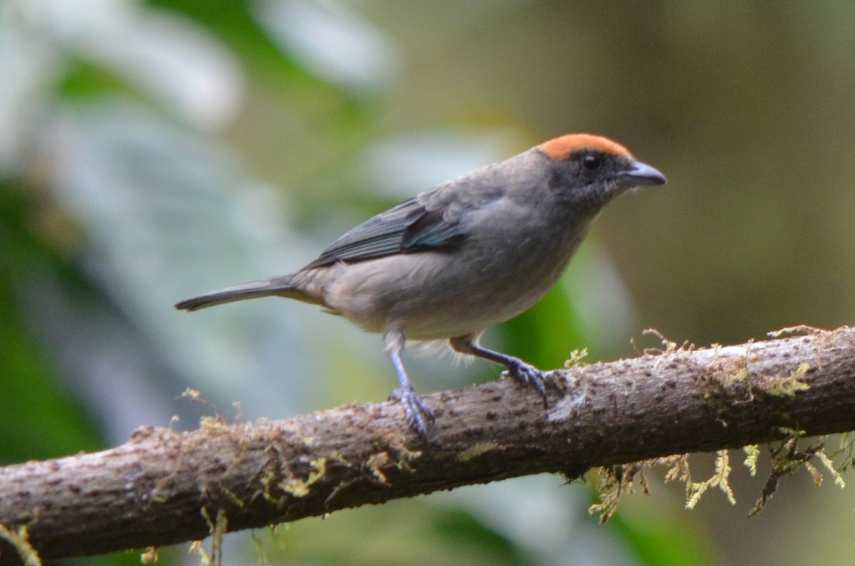 Scrub Tanager - ML645497192