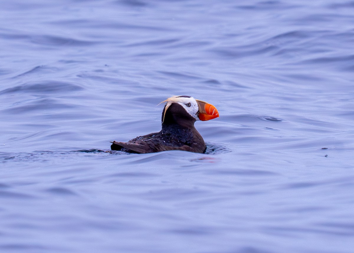 Tufted Puffin - ML645497198