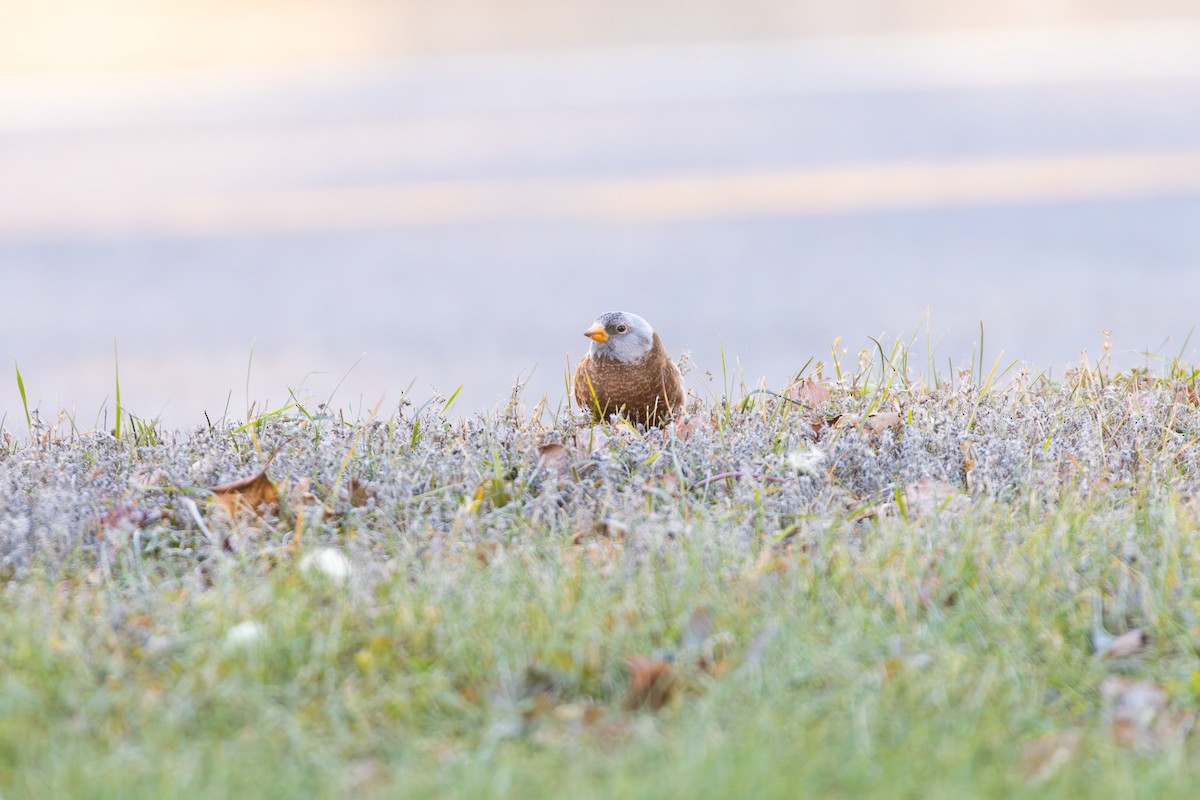 Gray-crowned Rosy-Finch (Hepburn's) - ML645497210
