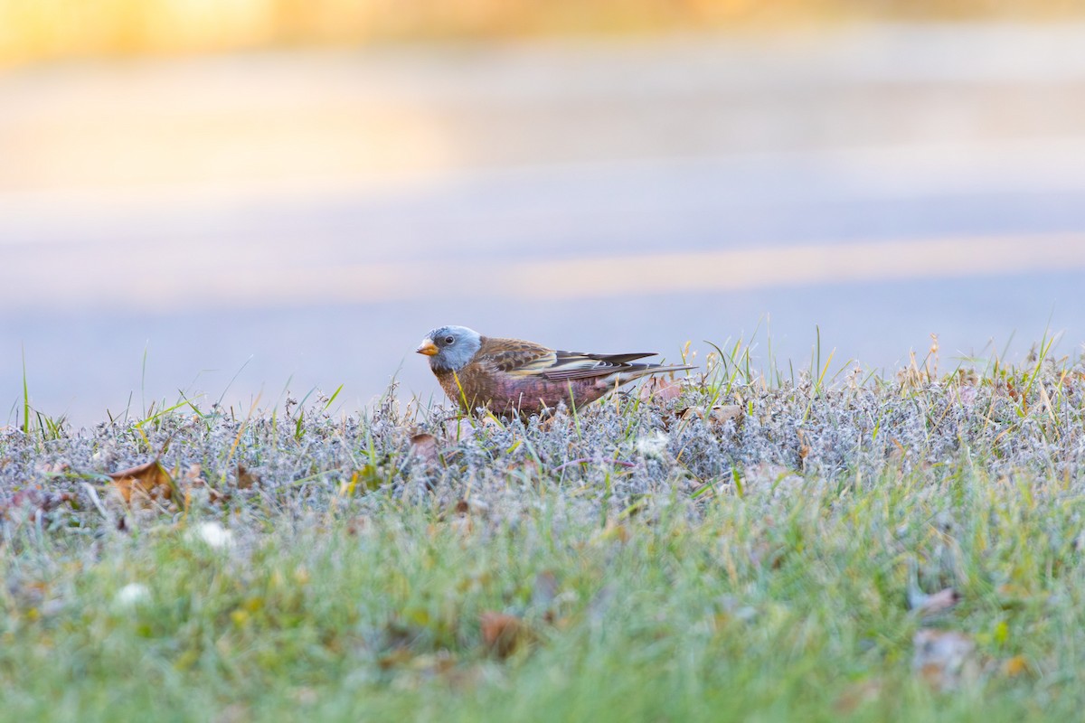 Gray-crowned Rosy-Finch (Hepburn's) - ML645497211