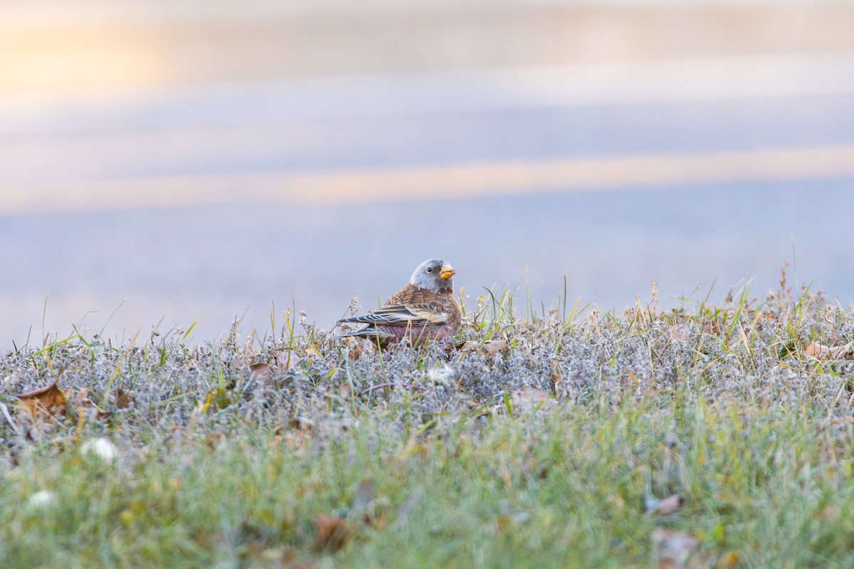 Gray-crowned Rosy-Finch (Hepburn's) - ML645497212
