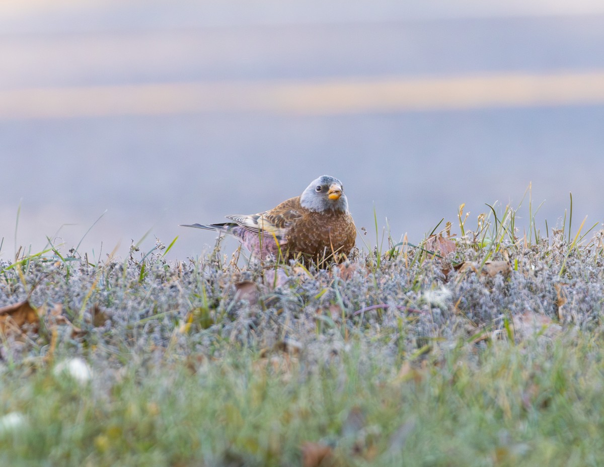 Gray-crowned Rosy-Finch (Hepburn's) - ML645497213
