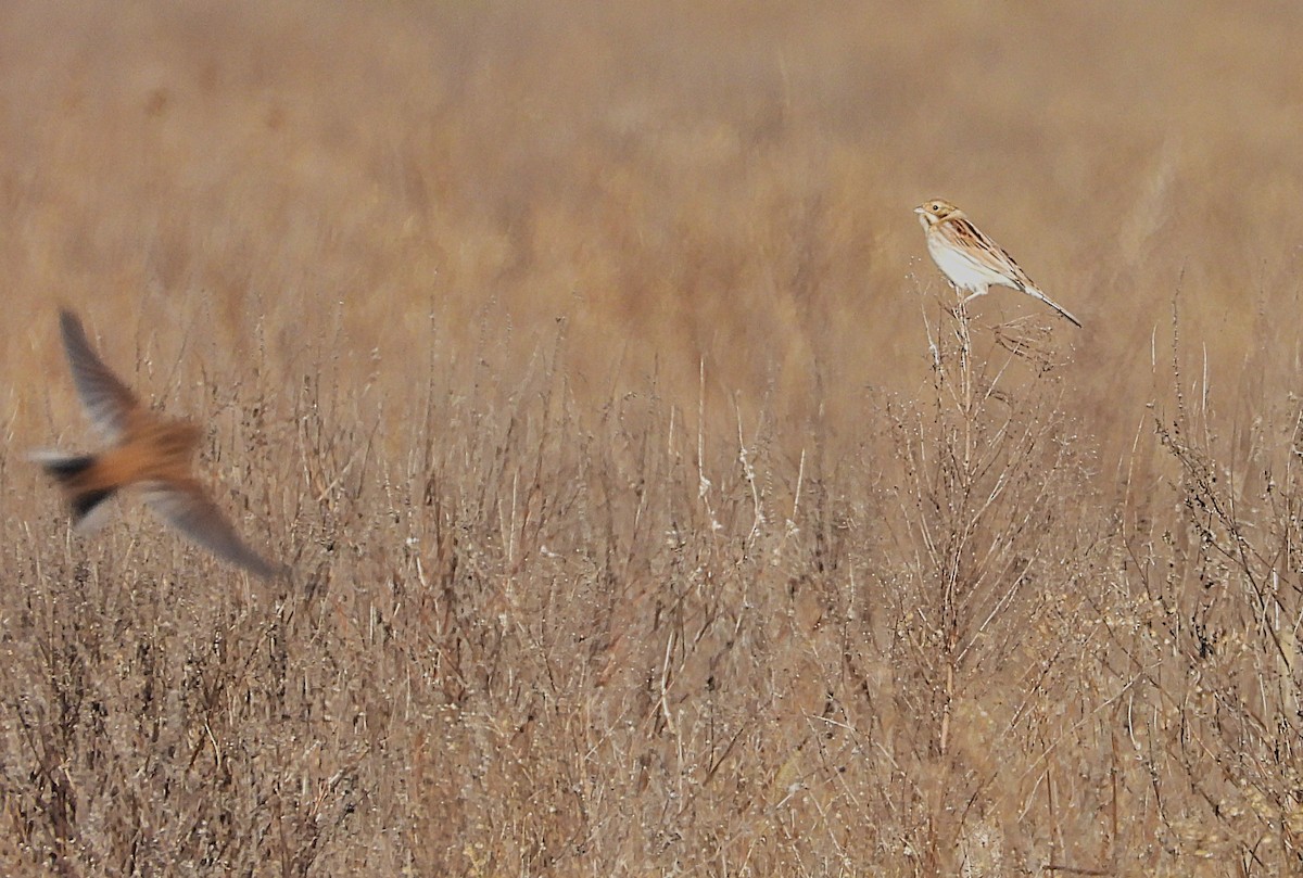 Migliarino di palude - ML645497219