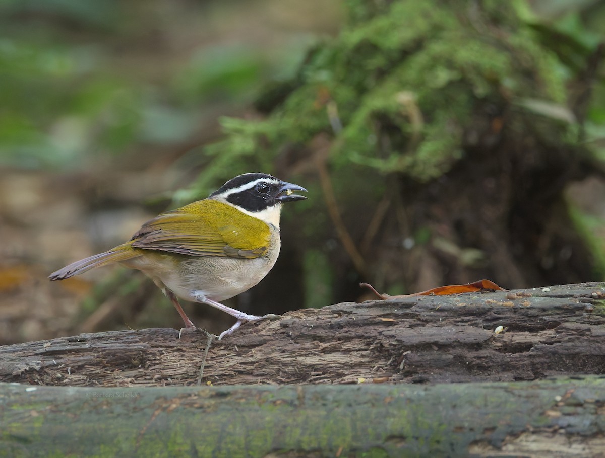 Pectoral Sparrow - ML645497222