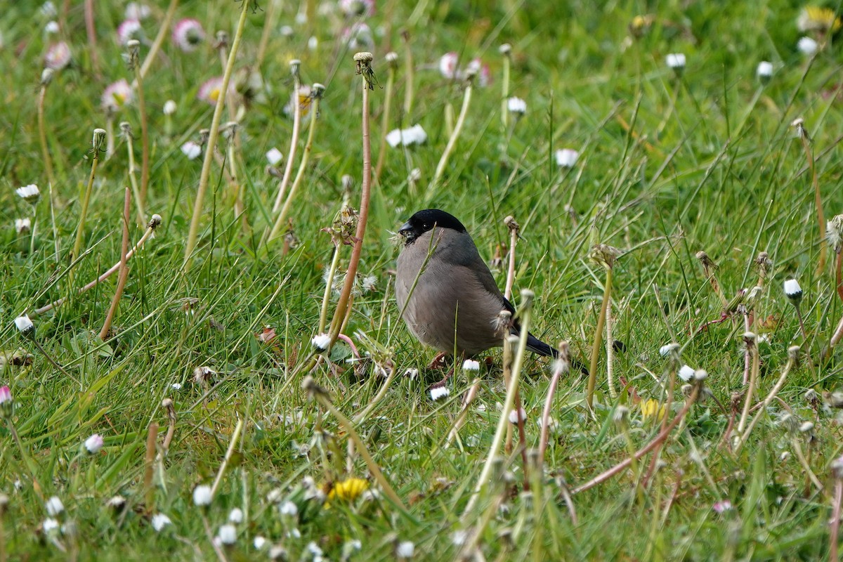 Eurasian Bullfinch - ML645497225