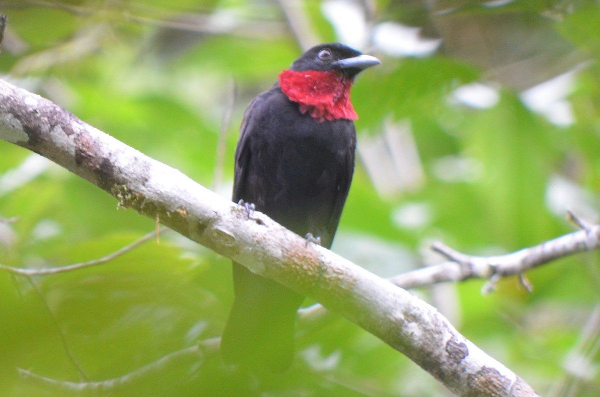 Purple-throated Fruitcrow - ML645497231