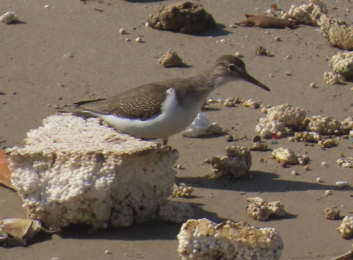 pisík obecný - ML645497241