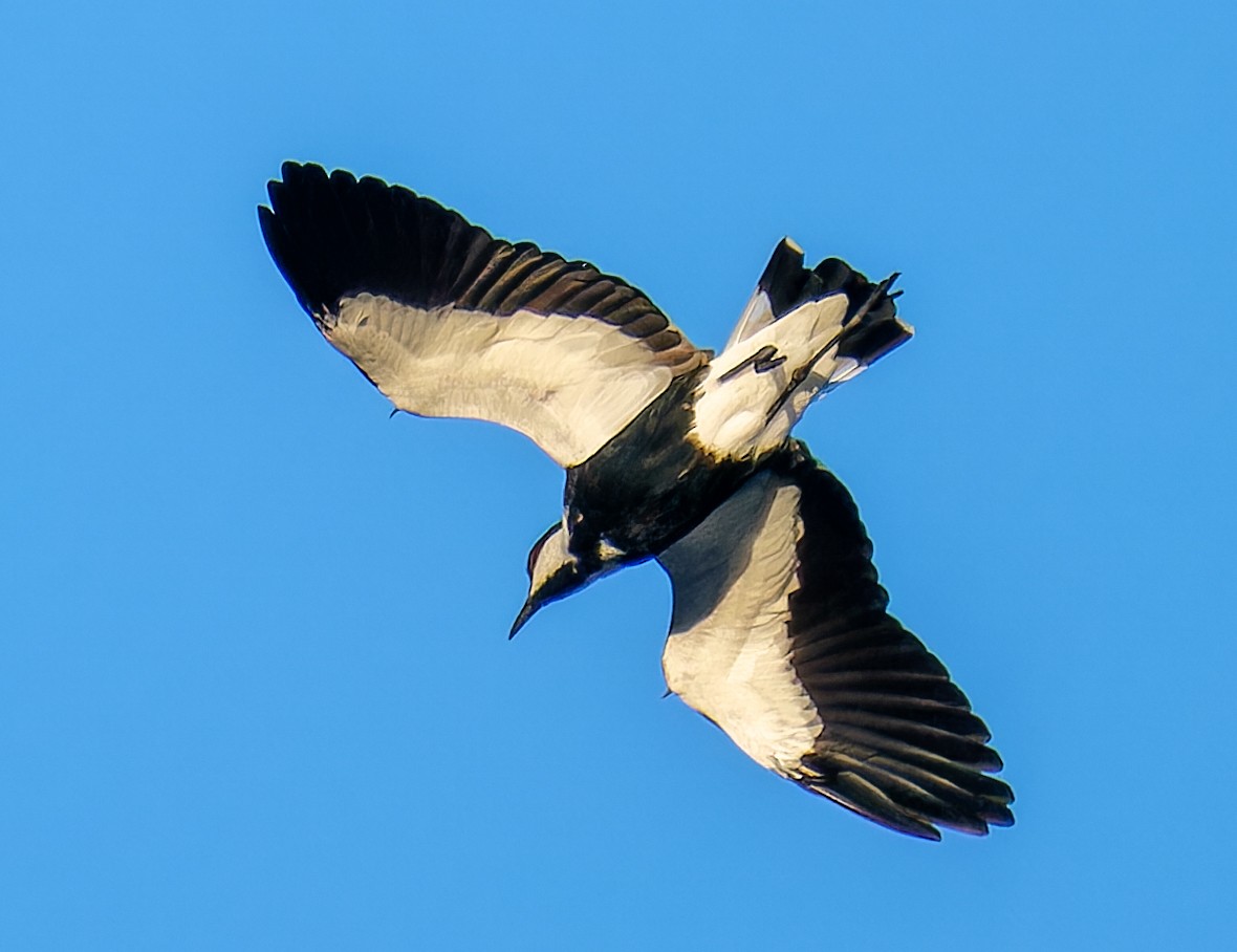 Vanneau à éperons - ML645497242