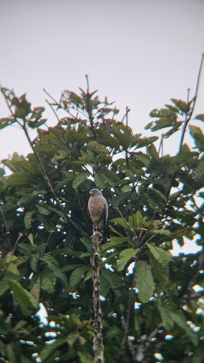 Roadside Hawk - ML645497262