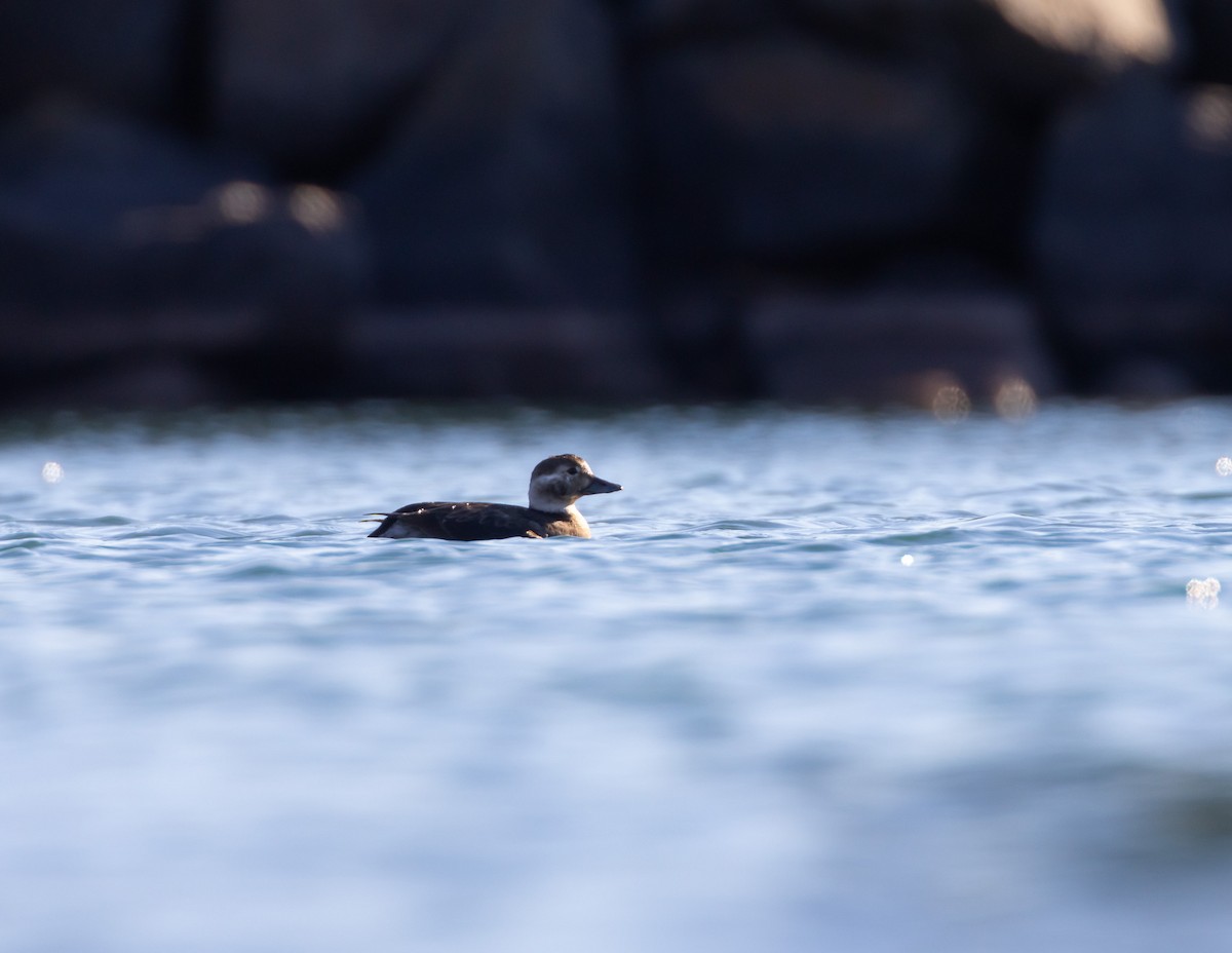 ברווז קרח - ML645497272