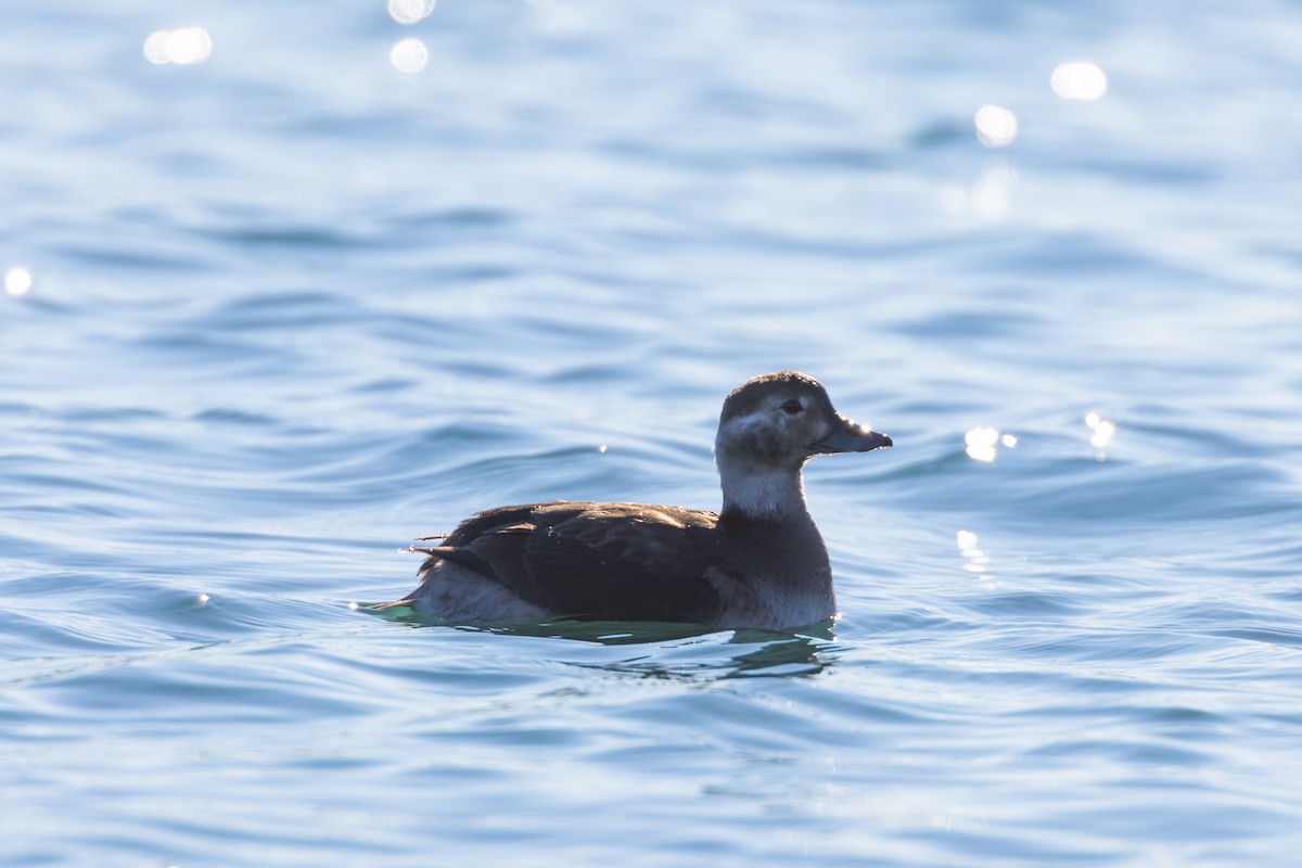 ברווז קרח - ML645497273